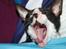 Cornish Rex Adolf (Dk Løveid's Pharao sails to Orion)