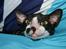 Cornish Rex Adolf (Dk Løveid's Pharao sails to Orion)