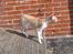 Cornish Rex Lauritz (Dk Løveid's Once upon a Troubadour)