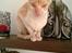 Cornish Rex Lauritz (Dk Løveid's Once upon a Troubadour)