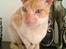 Cornish Rex Lauritz (Dk Løveid's Once upon a Troubadour)