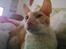 Cornish Rex Lauritz (Dk Løveid's Once upon a Troubadour)