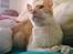 Cornish Rex Lauritz (Dk Løveid's Once upon a Troubadour)