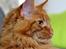 Maine Coon Leopold Firefox
