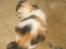 Norsk Skovkat A-team of Loving´s Artemis