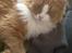 Blanding af racer Maine Coon/Norsk skovkat Malde