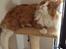 Blanding af racer Maine Coon/Norsk skovkat Malde