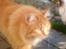 Kurilean Bobtail Pumelle´s Thomas O´Malley = Røde