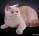 British Shorthair Lady Xiera's Madonna.