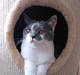 British Shorthair DK Mavika's Mælkebøtte (aka Aya)