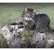 Huskat Miv RIP. <3