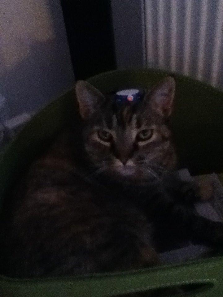 Huskat Tulle<3<3<3 - Så blev min Tullemor student, 2012:) billede 5