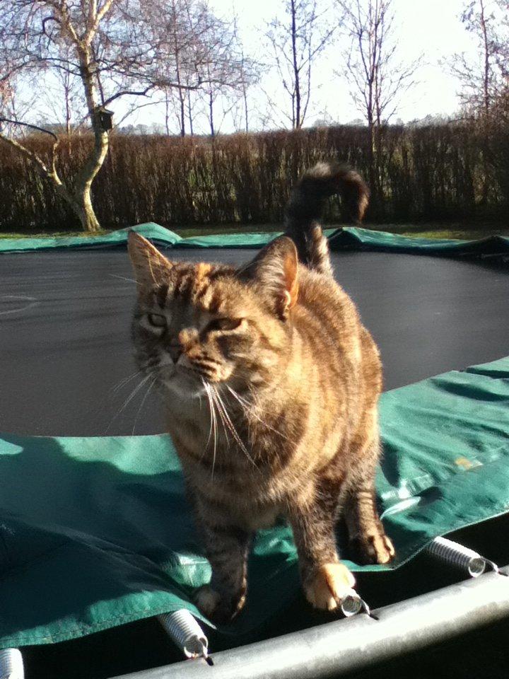 Huskat Tulle<3<3<3 - Poserer på trampolin:)) billede 7