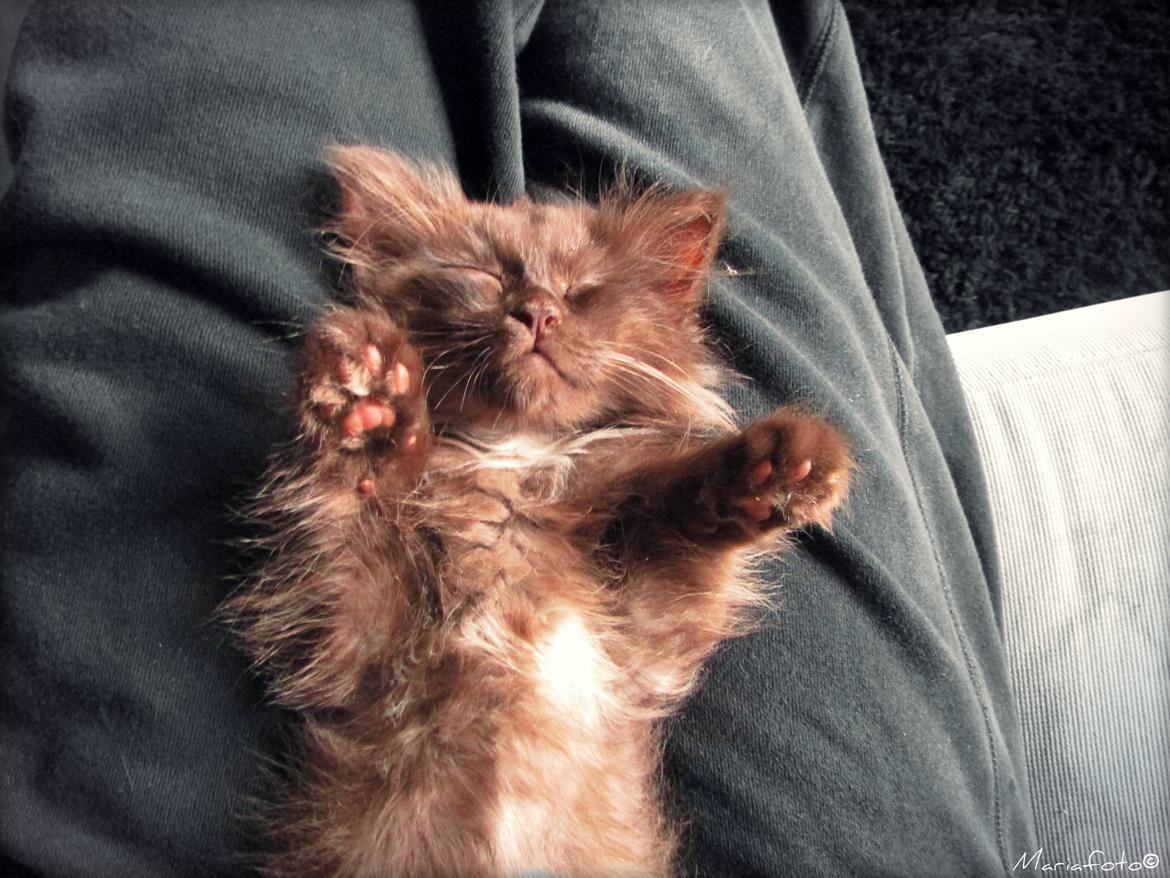 Blanding af racer ~ Cocio - zzzZ... billede 24