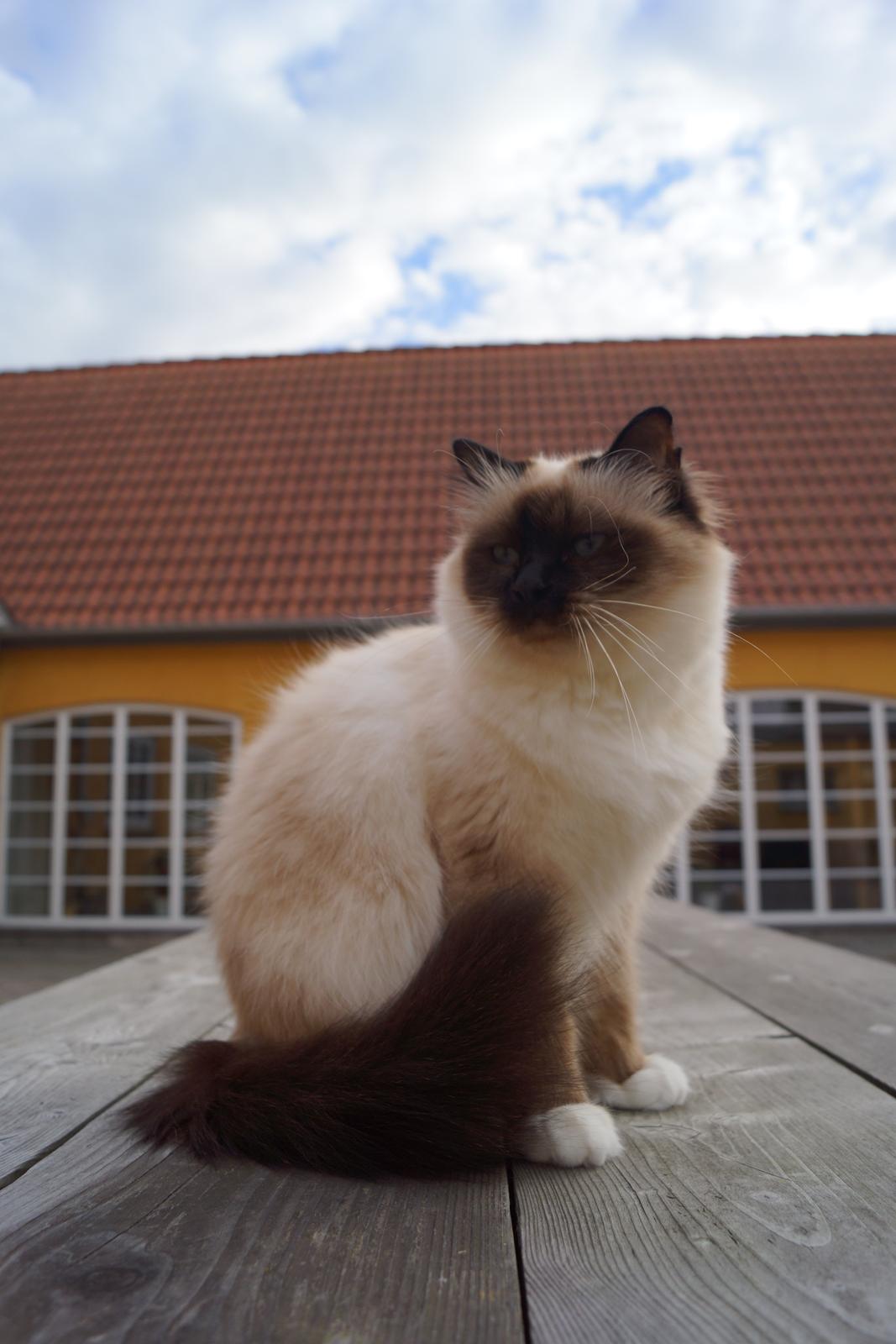 Hellig Birma Pifuni´s Brandy billede 8