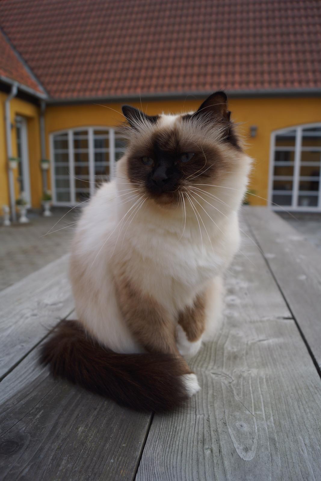 Hellig Birma Pifuni´s Brandy billede 1