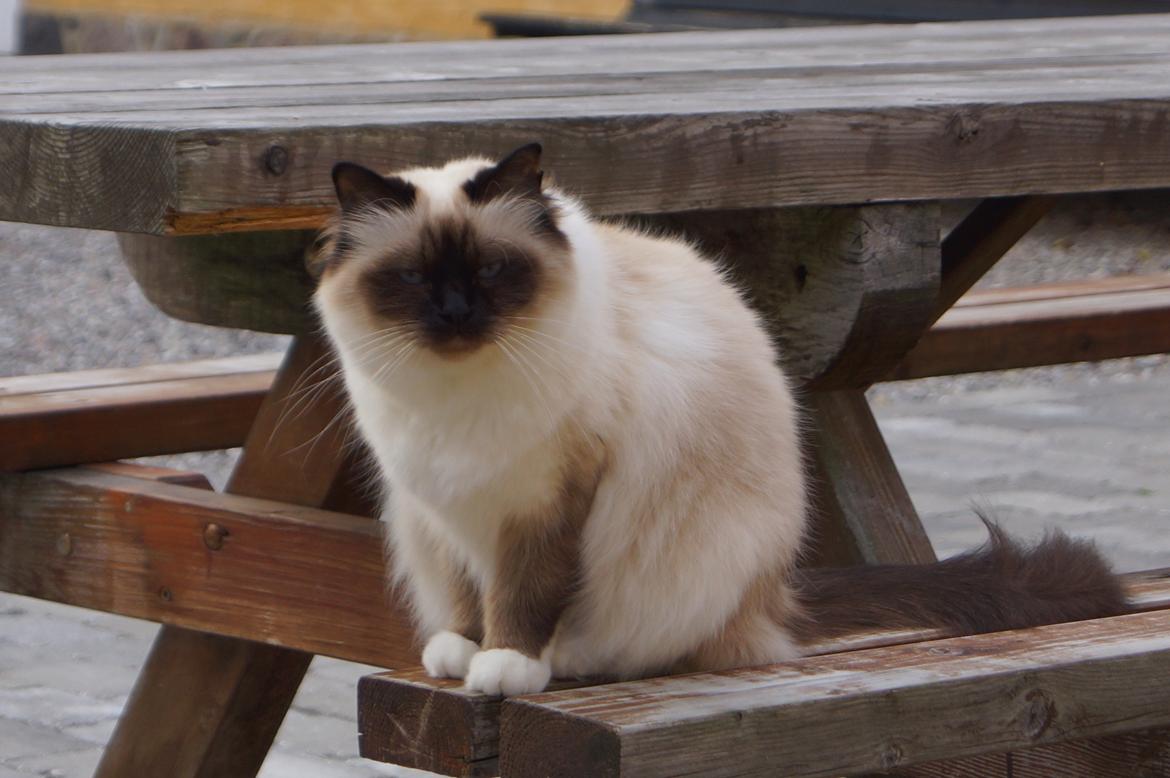 Hellig Birma Pifuni´s Brandy billede 7