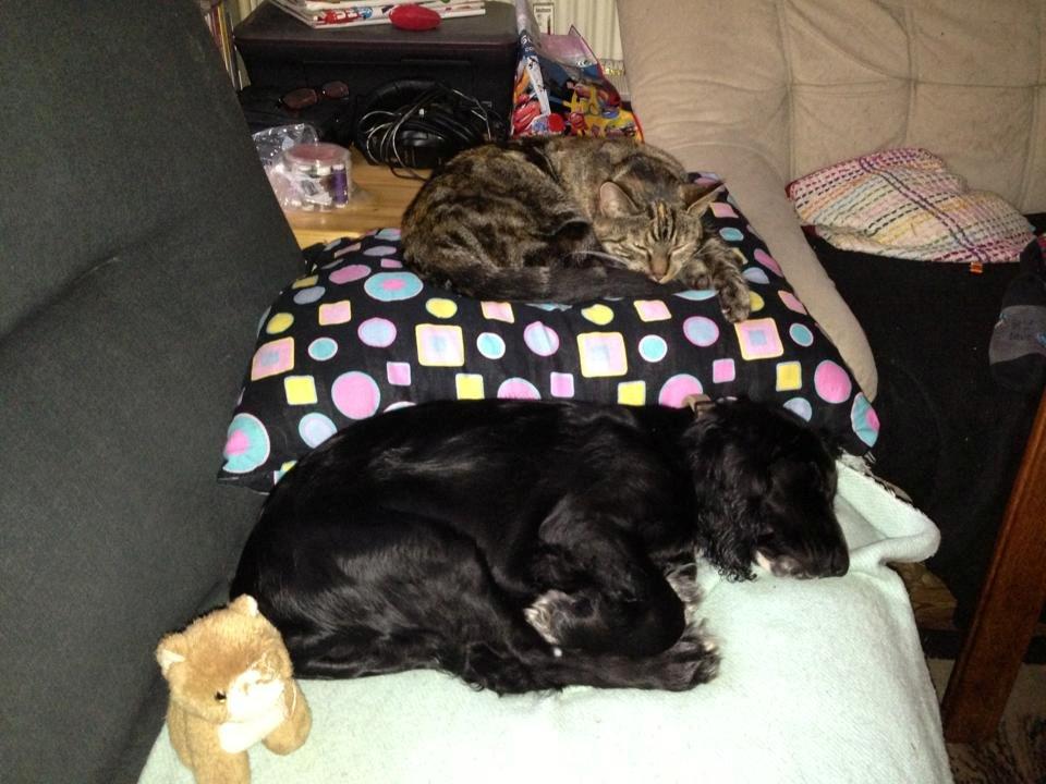 Blanding af racer Tulle - Altså den hund der.. Helt sød er den ikke, men hvis den virkelig vil må han da godt ligge ved mig! billede 16