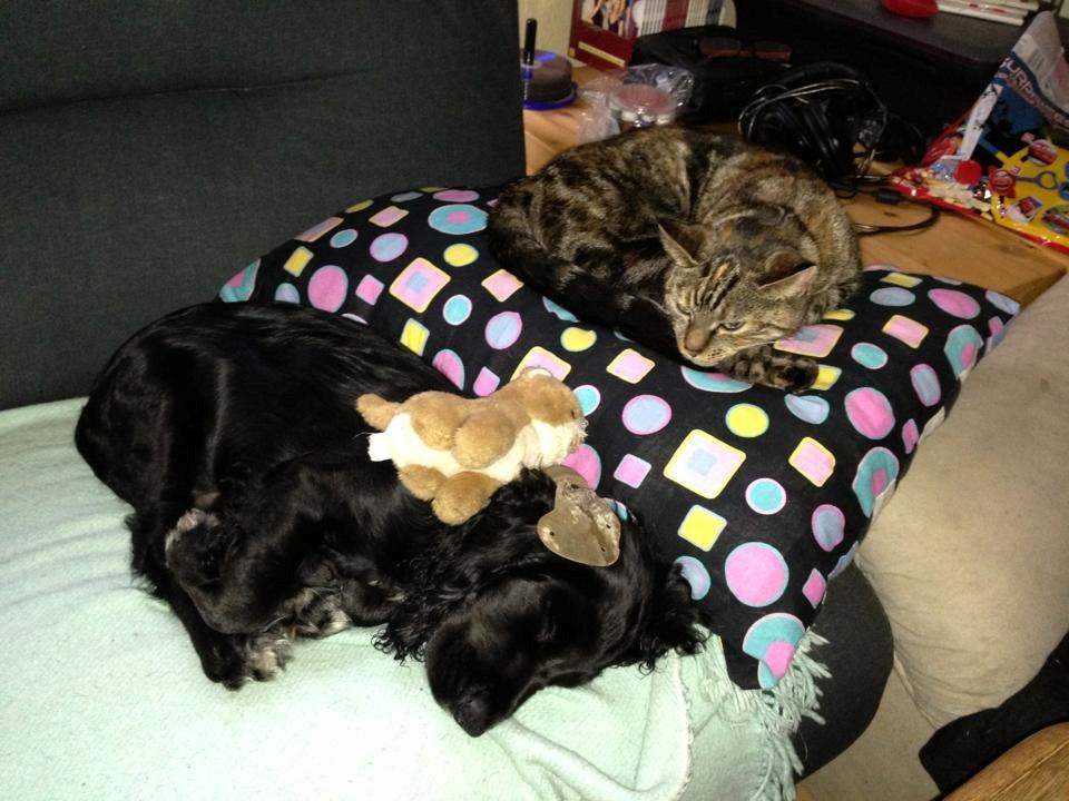 Blanding af racer Tulle billede 33