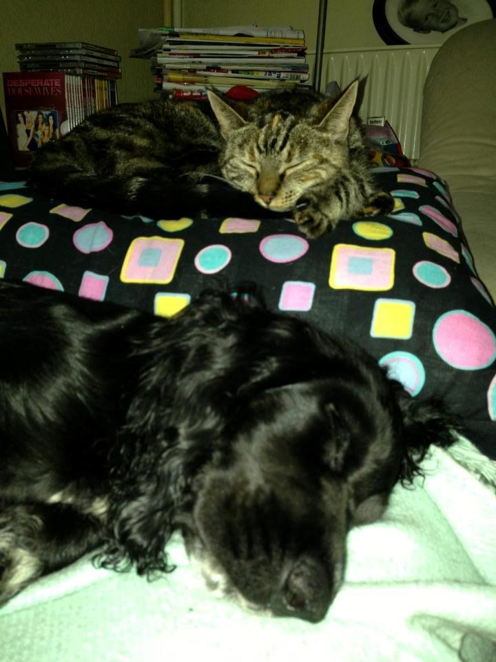 Blanding af racer Tulle billede 34