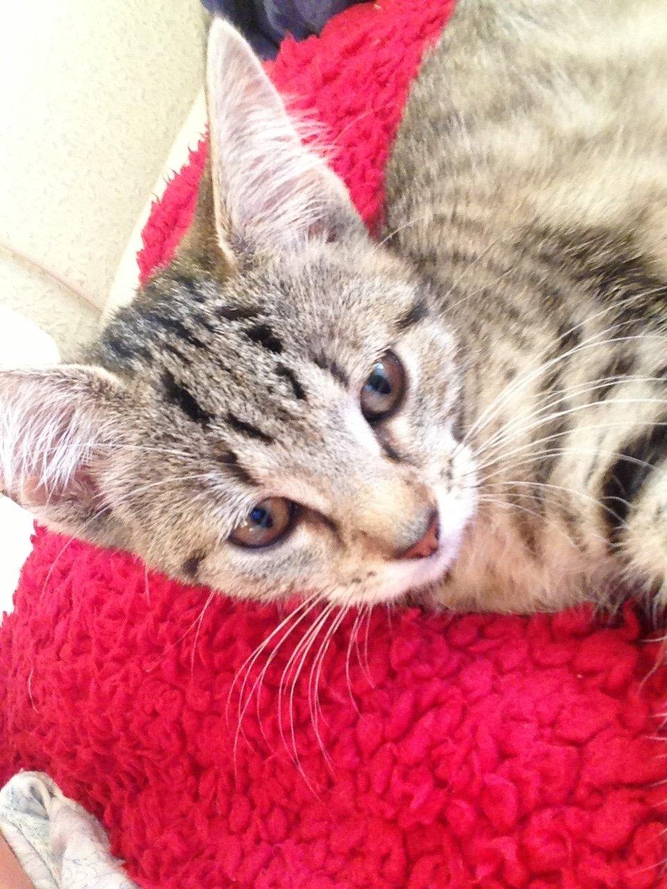 Huskat Fie billede 1