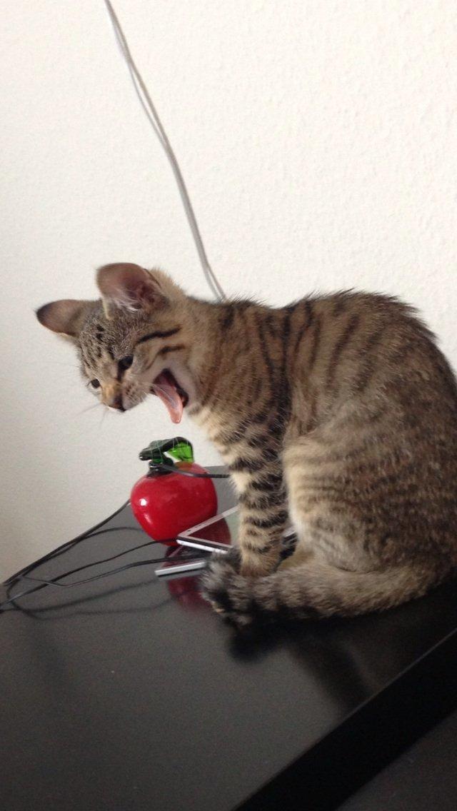 Huskat Fie billede 2