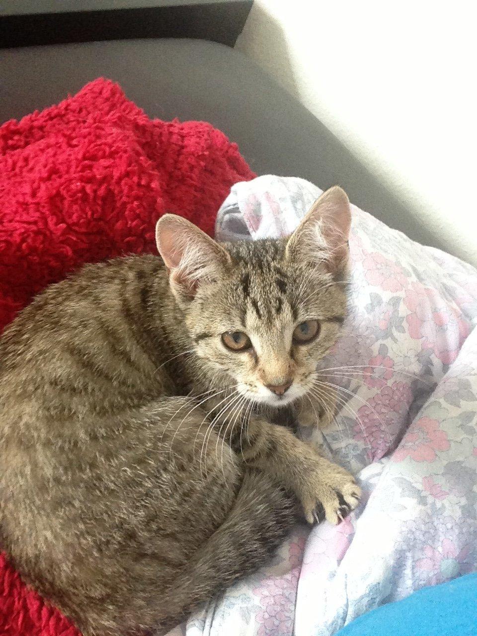 Huskat Fie billede 3