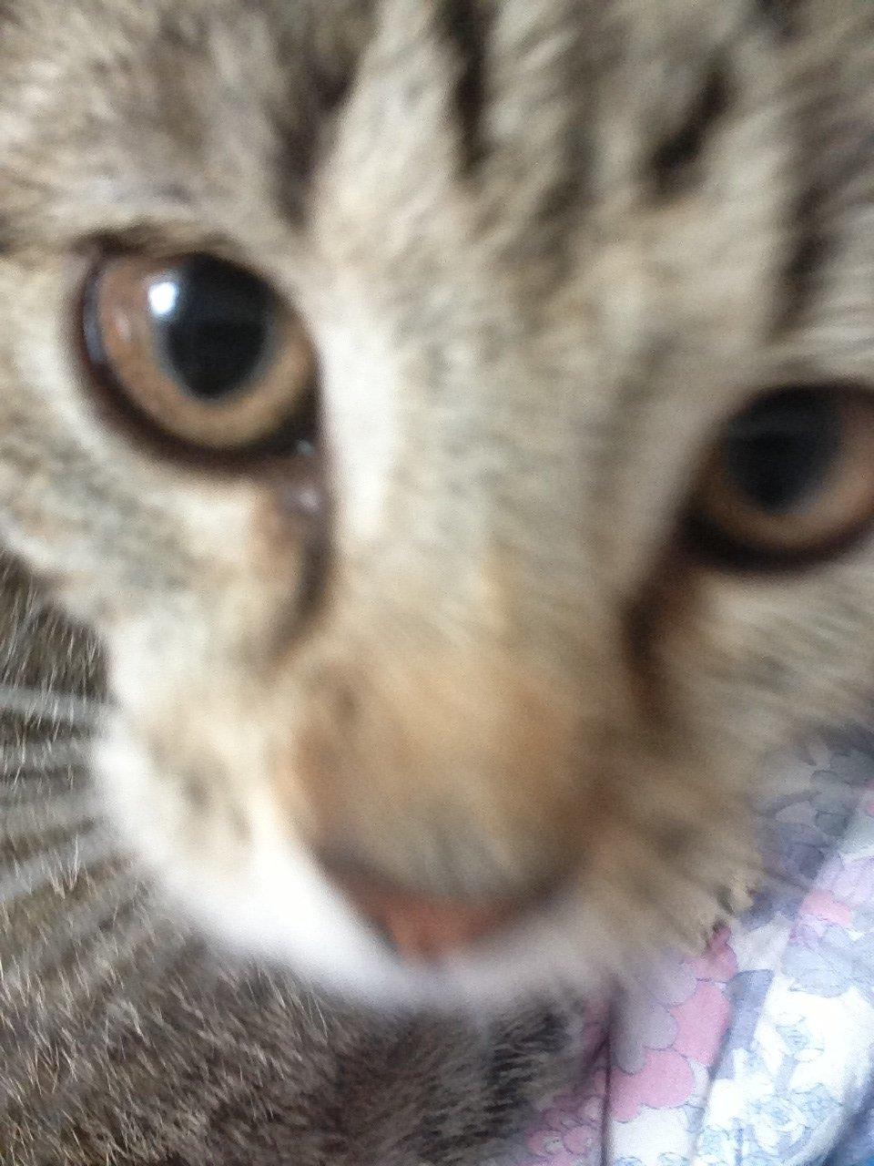 Huskat Fie billede 4