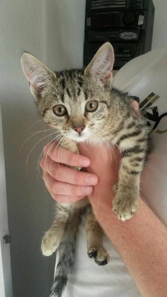 Huskat Fie billede 5