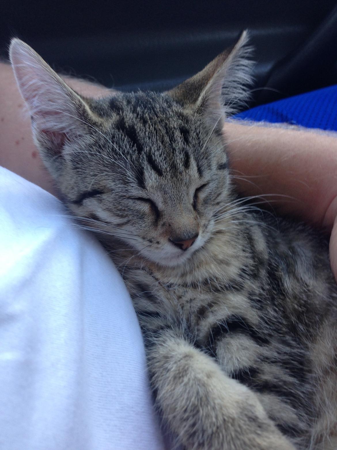 Huskat Fie billede 6