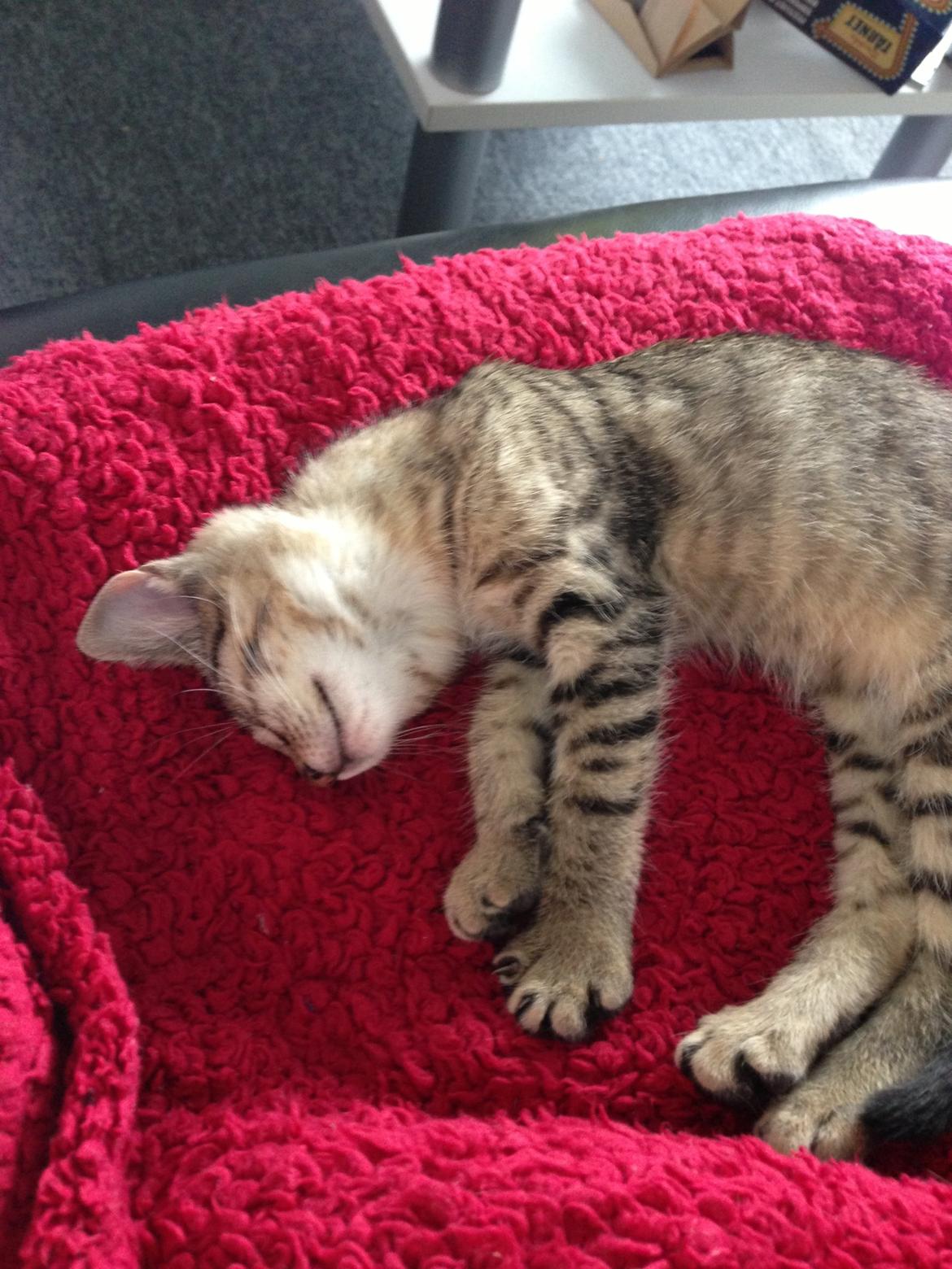 Huskat Fie billede 7