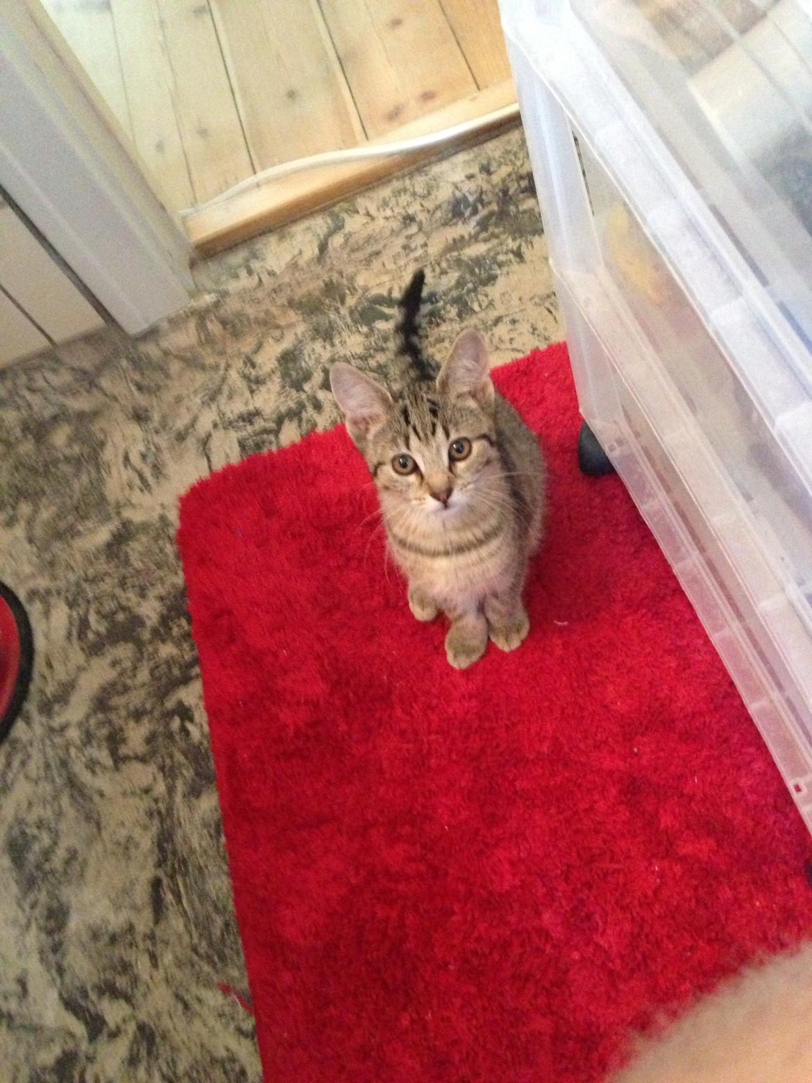 Huskat Fie billede 8