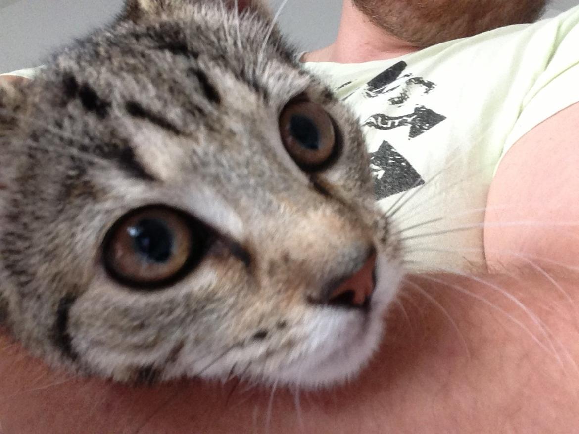 Huskat Fie billede 9