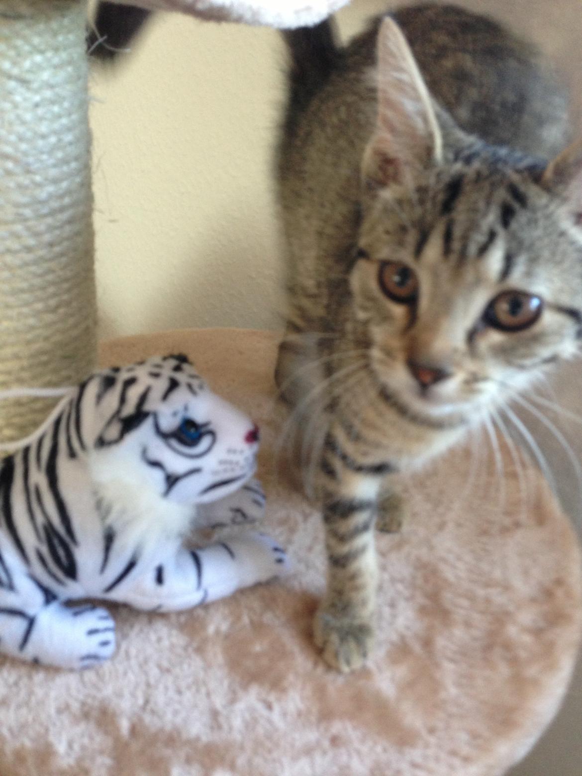 Huskat Fie billede 10