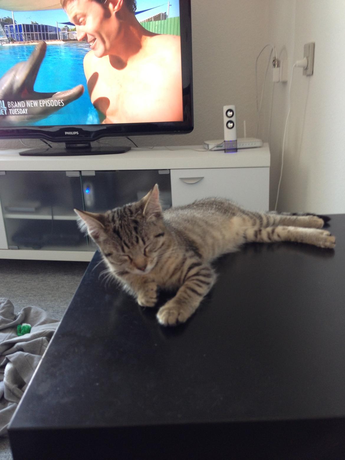 Huskat Fie billede 11