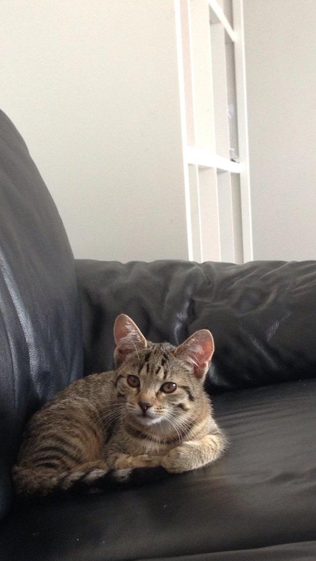 Huskat Fie billede 12