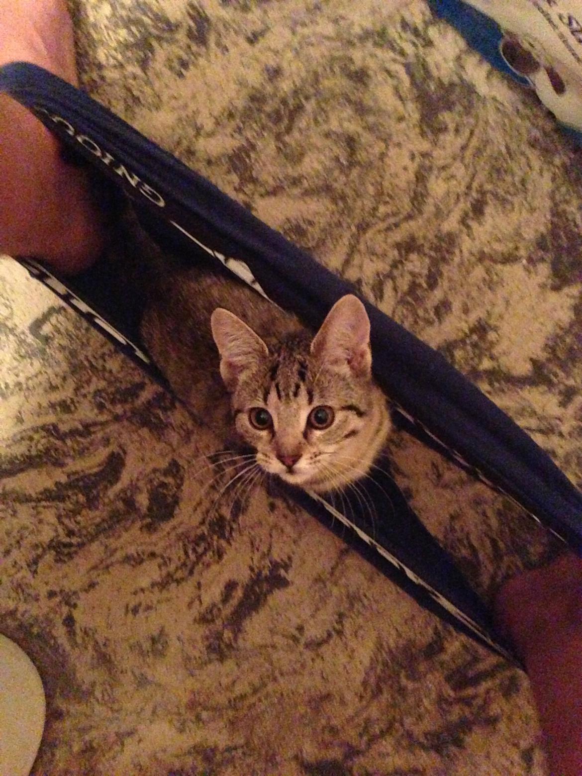 Huskat Fie billede 13