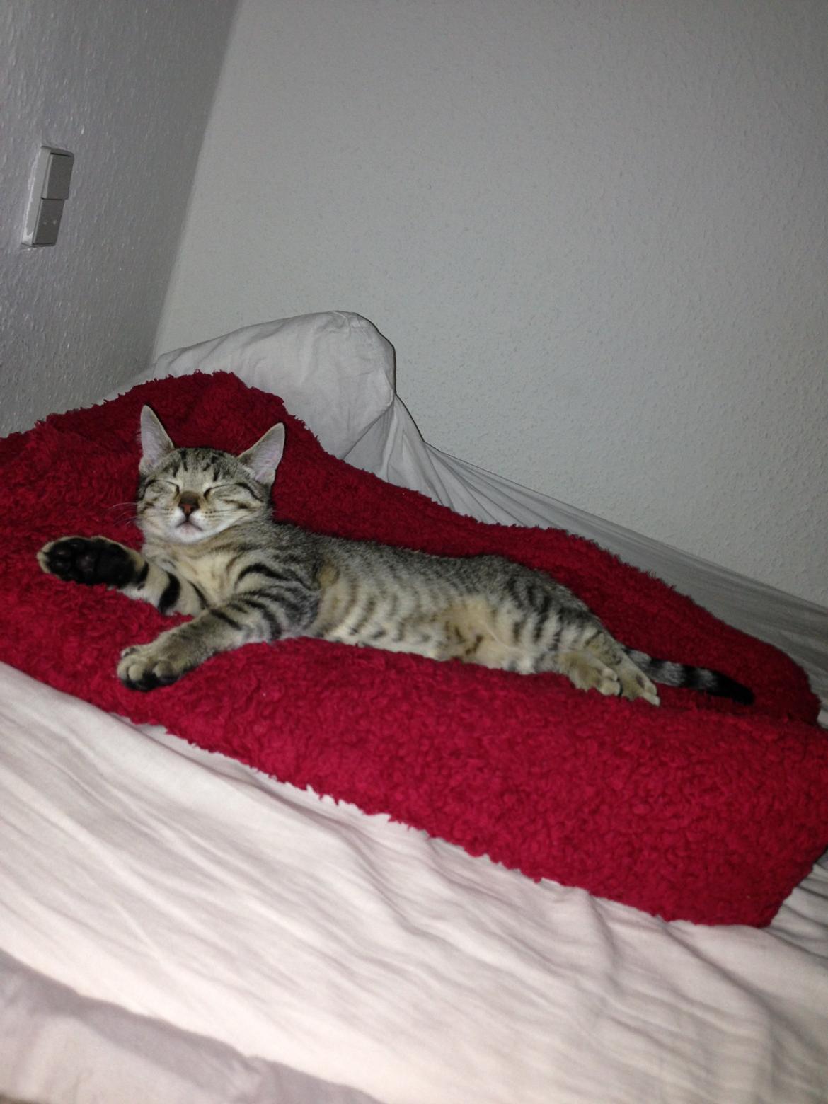 Huskat Fie billede 14