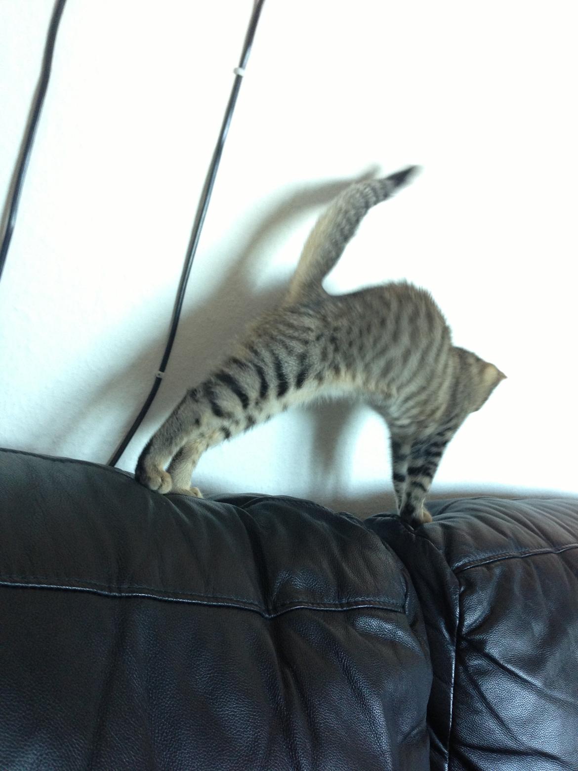 Huskat Fie billede 15