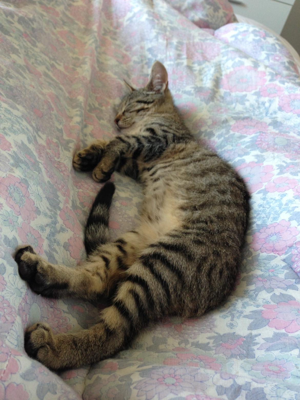 Huskat Fie billede 16