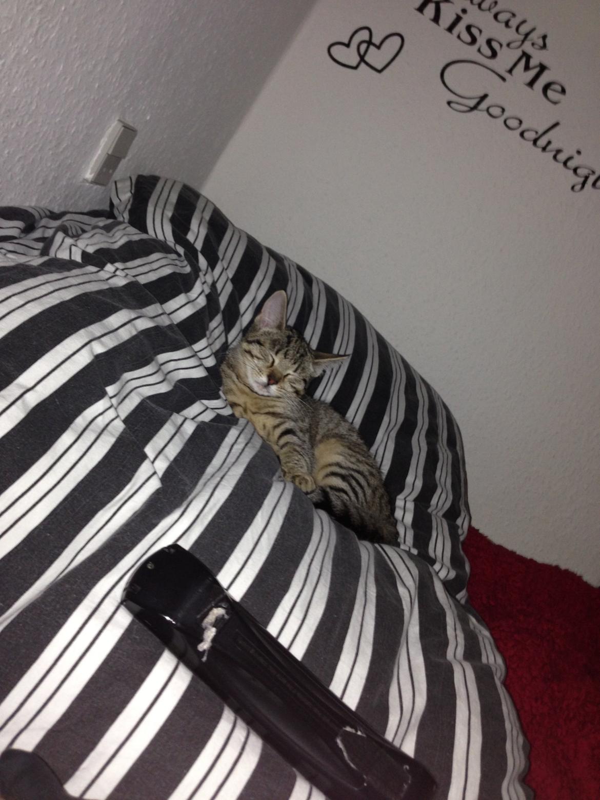 Huskat Fie billede 17