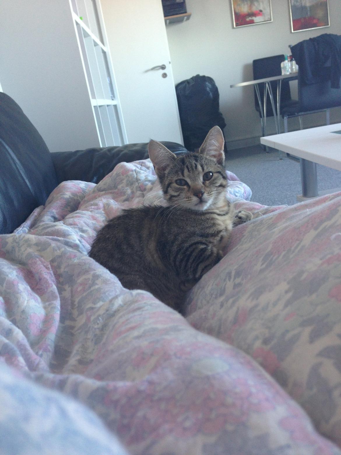 Huskat Fie billede 18