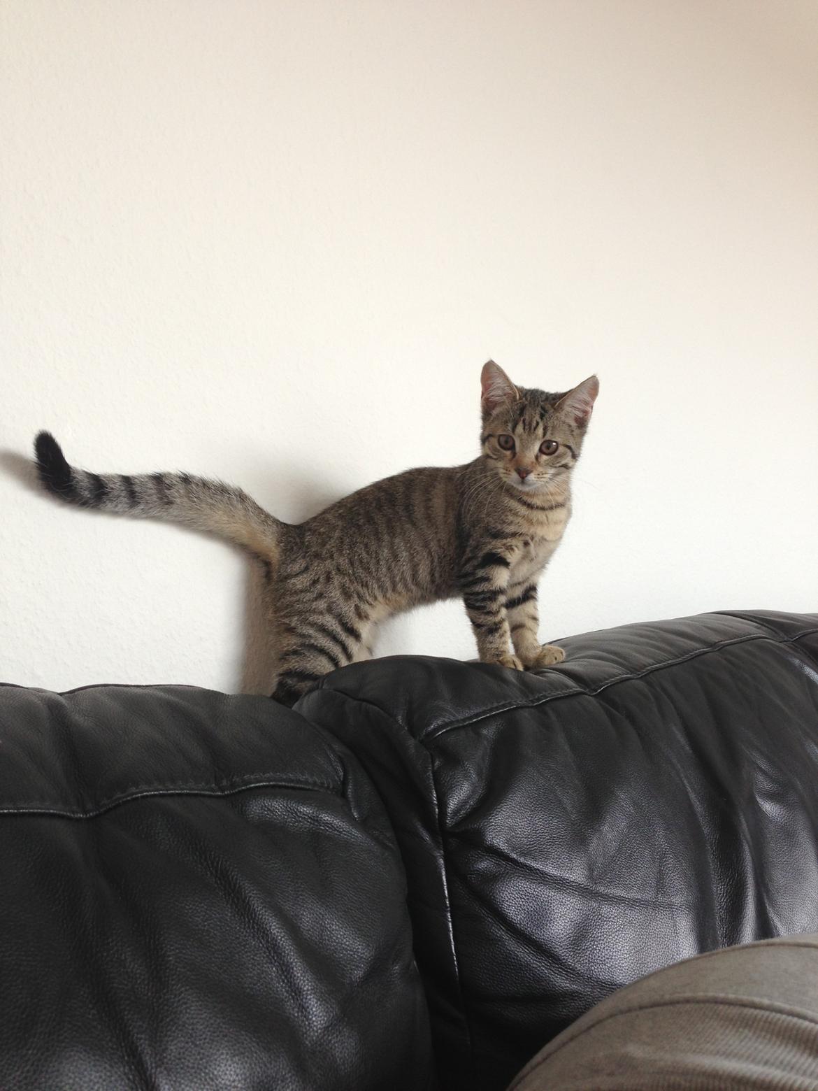 Huskat Fie billede 19