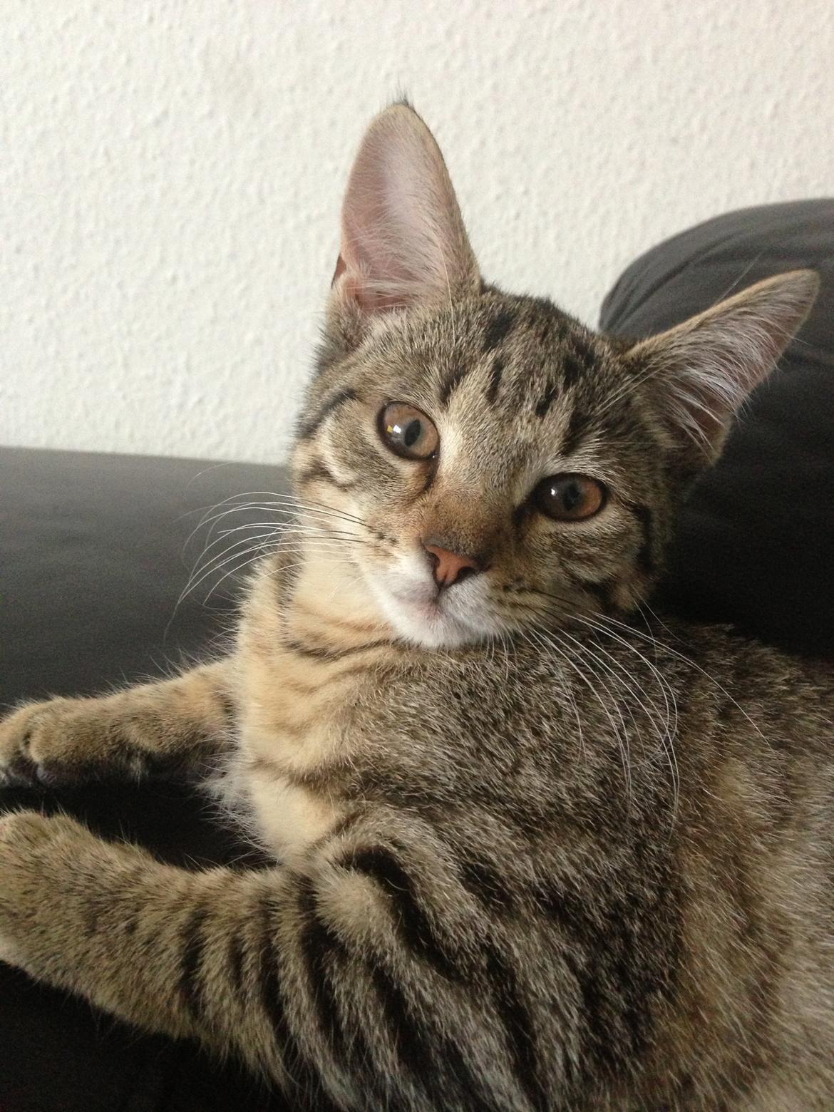 Huskat Fie billede 20