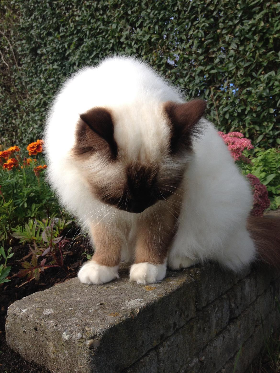 Hellig Birma Killer billede 10