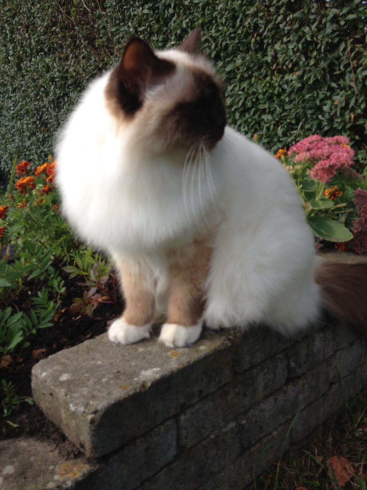 Hellig Birma Killer billede 11