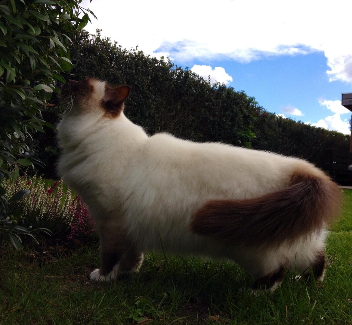 Hellig Birma Killer billede 12