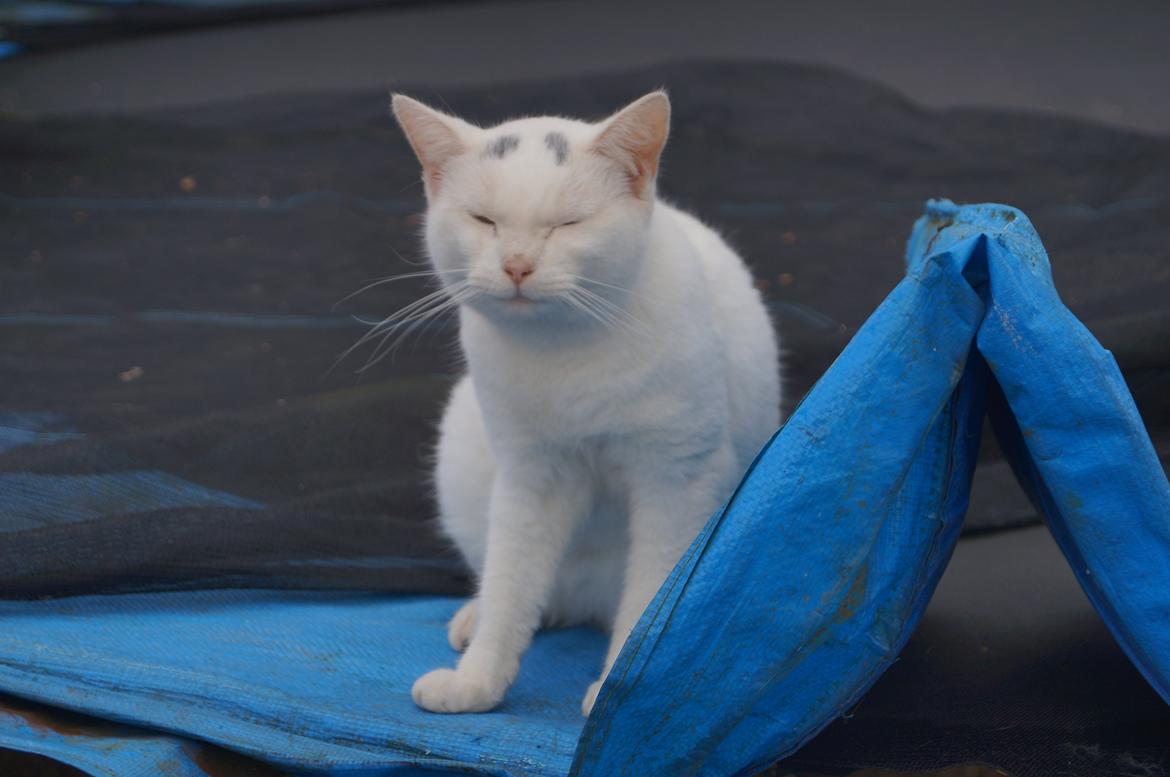 Huskat Djævlen <3 - Velkommen til min hankats profil! Læg gerne en kommentar og en bedømmelse om ham, hvis du gider! :) billede 2