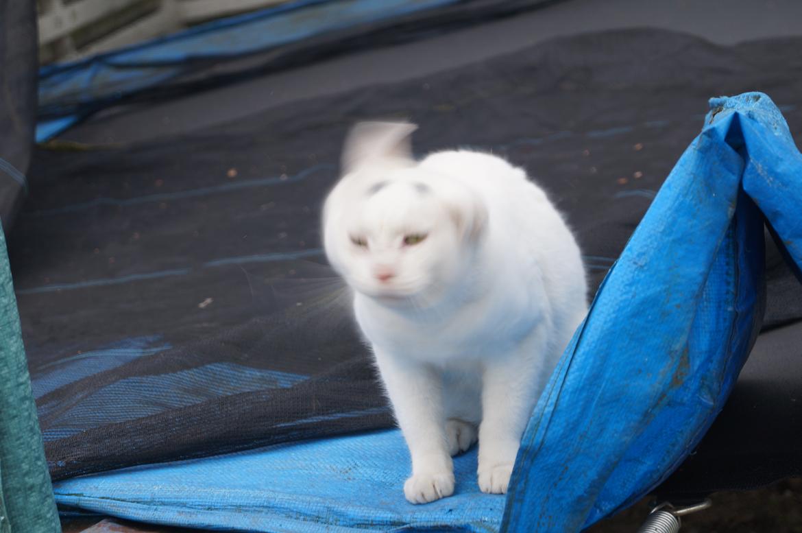 Huskat Djævlen <3 billede 3