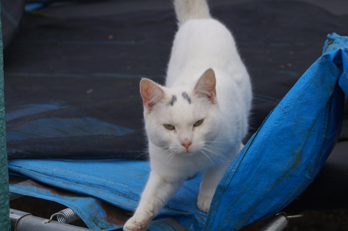 Huskat Djævlen <3 billede 4